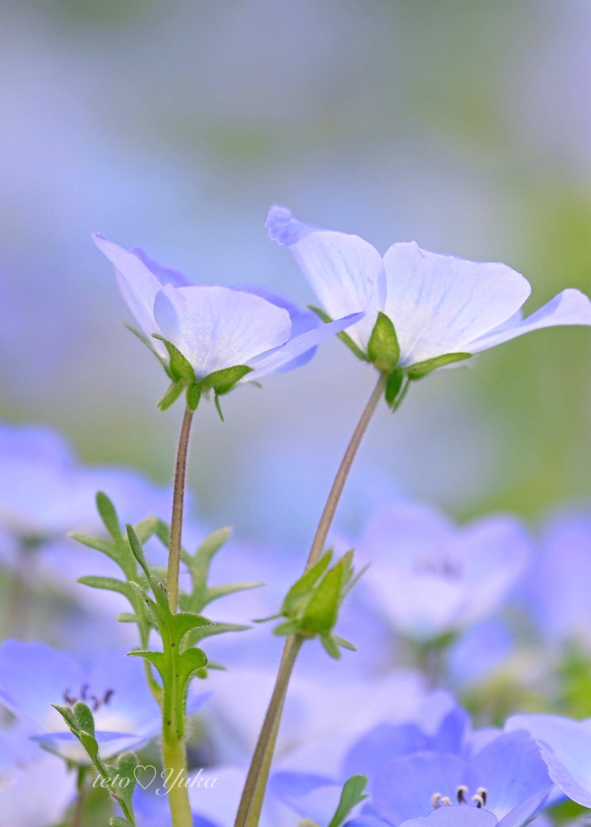 🎀テト🎀 tweet media