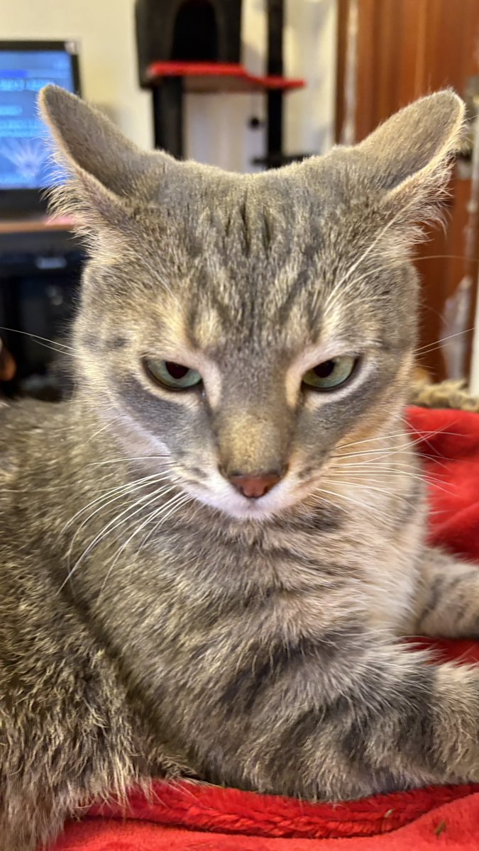 Sophslop tweet media