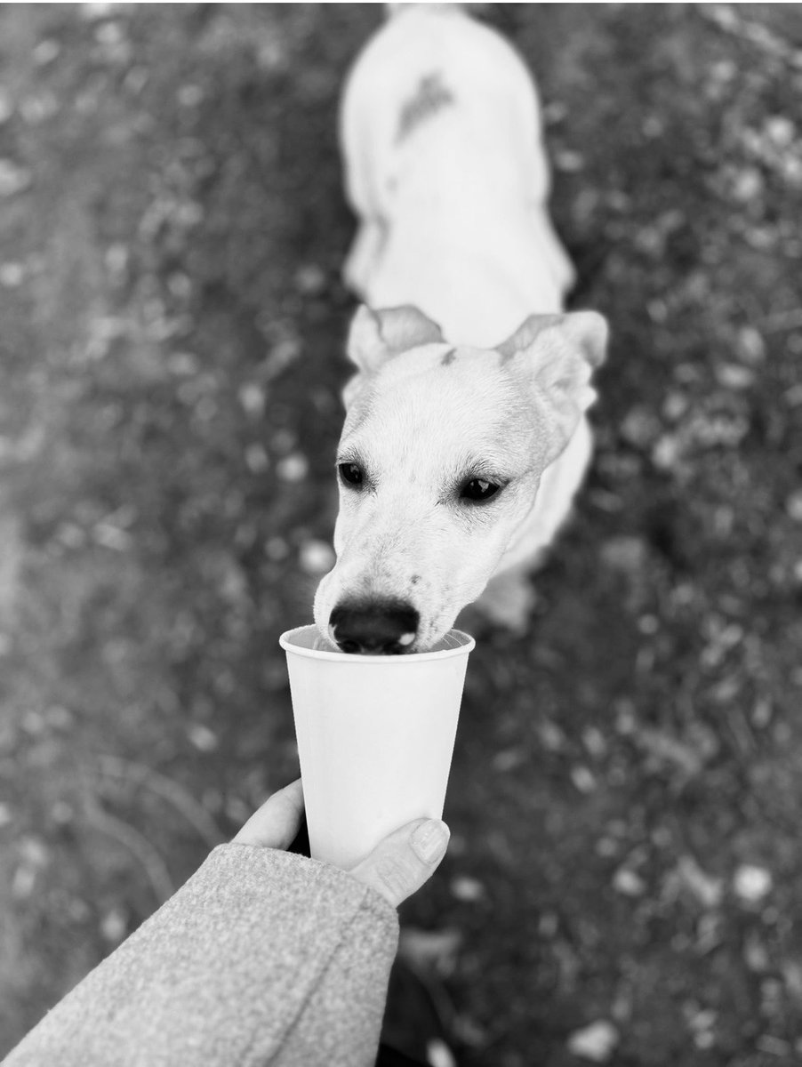 MajaNabzdyjak's tweet photo. Próbował gadać po ludzku, lubił piankę z cappuccino, szelest przewracanych kartek książek, dwugodzinne spacery, bieg przypominający lot.
Uwielbiał żyć i sprawiał, że chciało się żyć.
I pewnie jest to możliwe z pękniętym sercem…nie wiem…
💔
#Reksio odszedł. https://t.co/xmPPN2HHjz