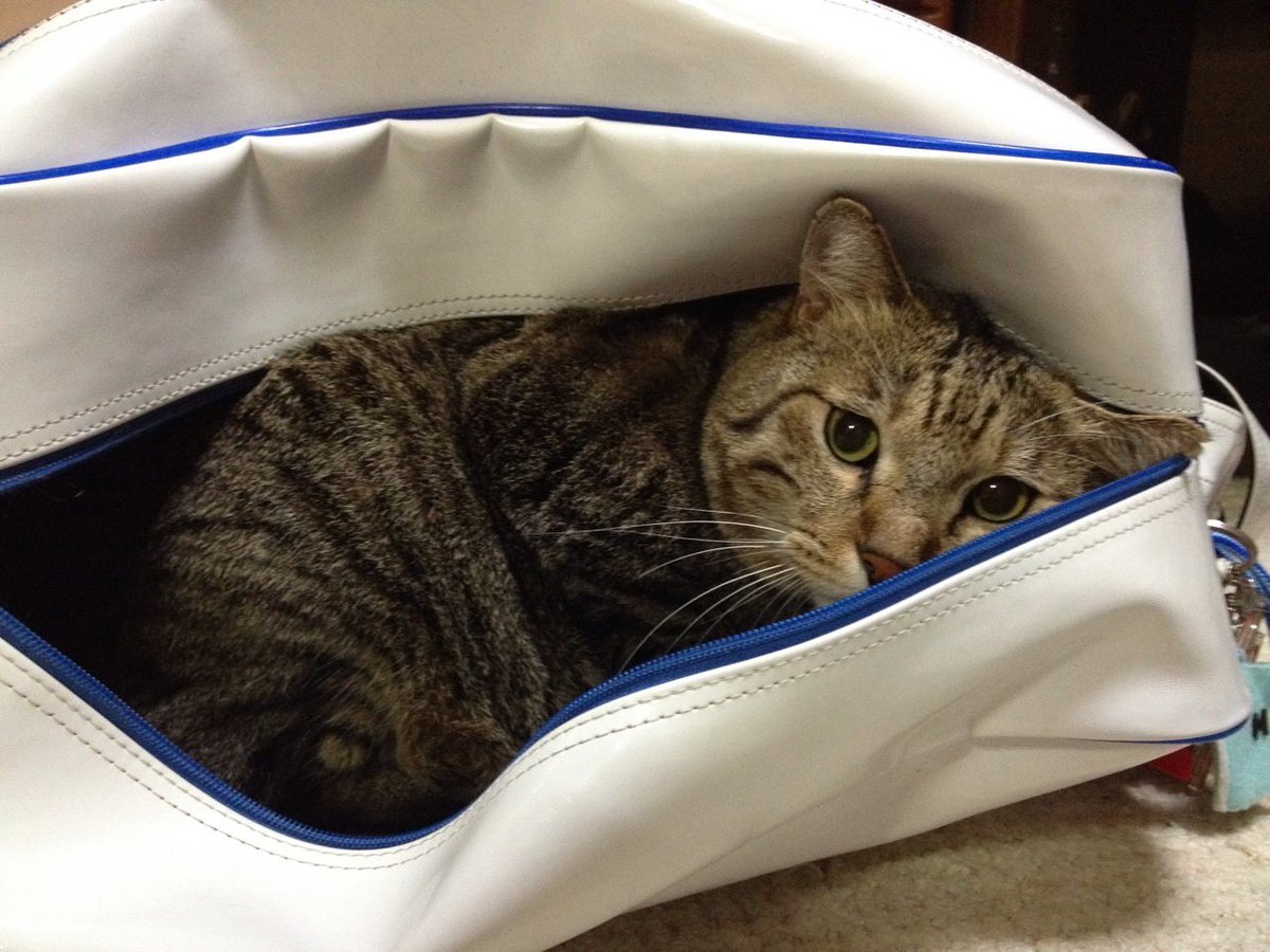 マッキーdio💙 tweet media