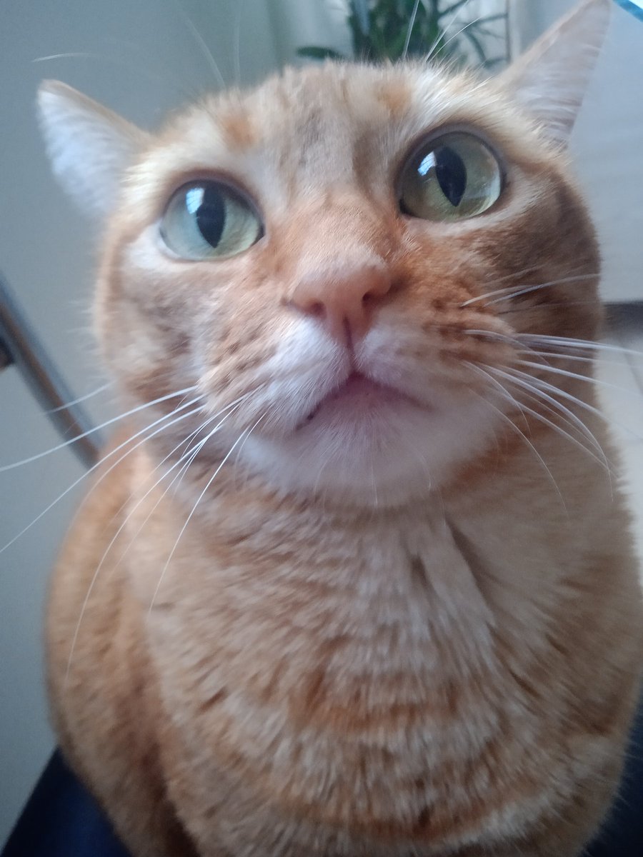 ° ִֶָ tweet media