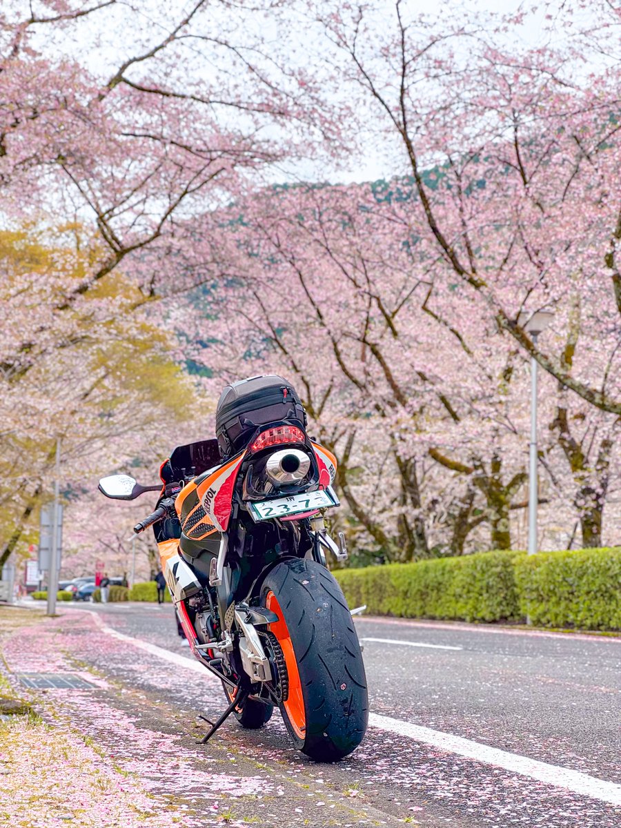 十円禿が出来たユウ tweet media