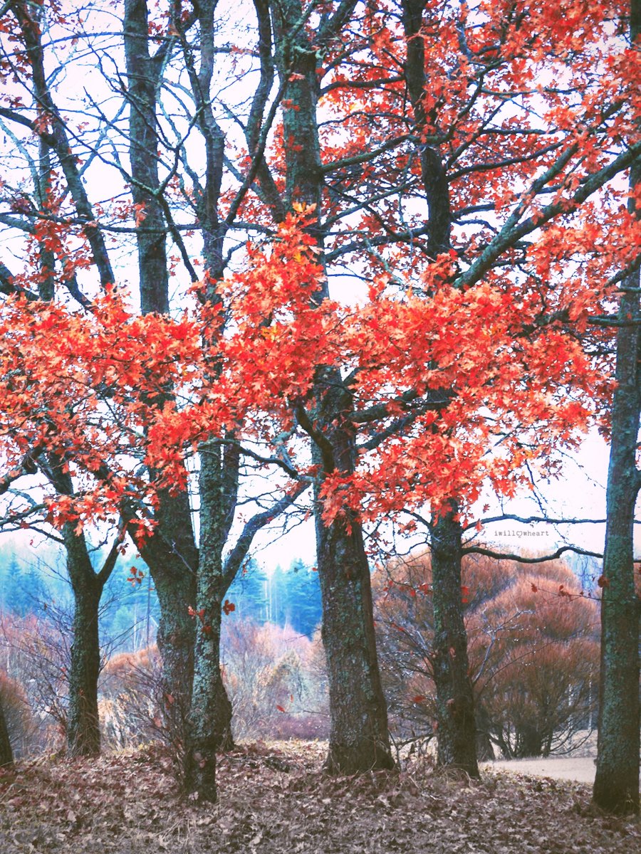 iwillowheart's tweet image. Paint your picture  ⋆.˚🦋༘⋆
#naturephotography 
#autumn #trees