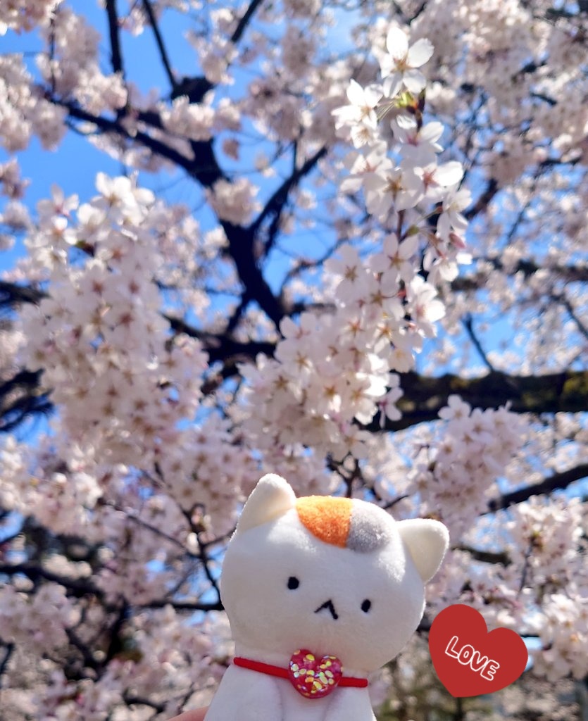 もどき tweet media