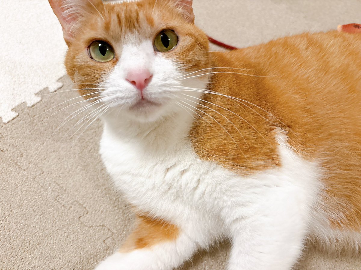 きなこ tweet media