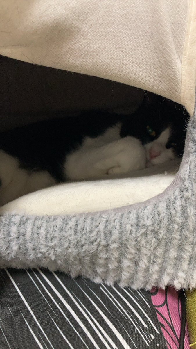 theremin2018_3's tweet photo. 寝ぼけ顔で見つめる猫
 #保護猫
 #猫のいる生活
 #猫好き 
 #猫好きさんと繫がりたい 
 #テル嬢日記 https://t.co/RI8jGl7eHD