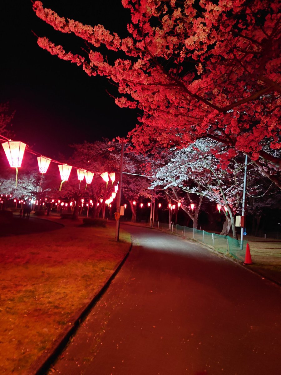 夜桜😌💗