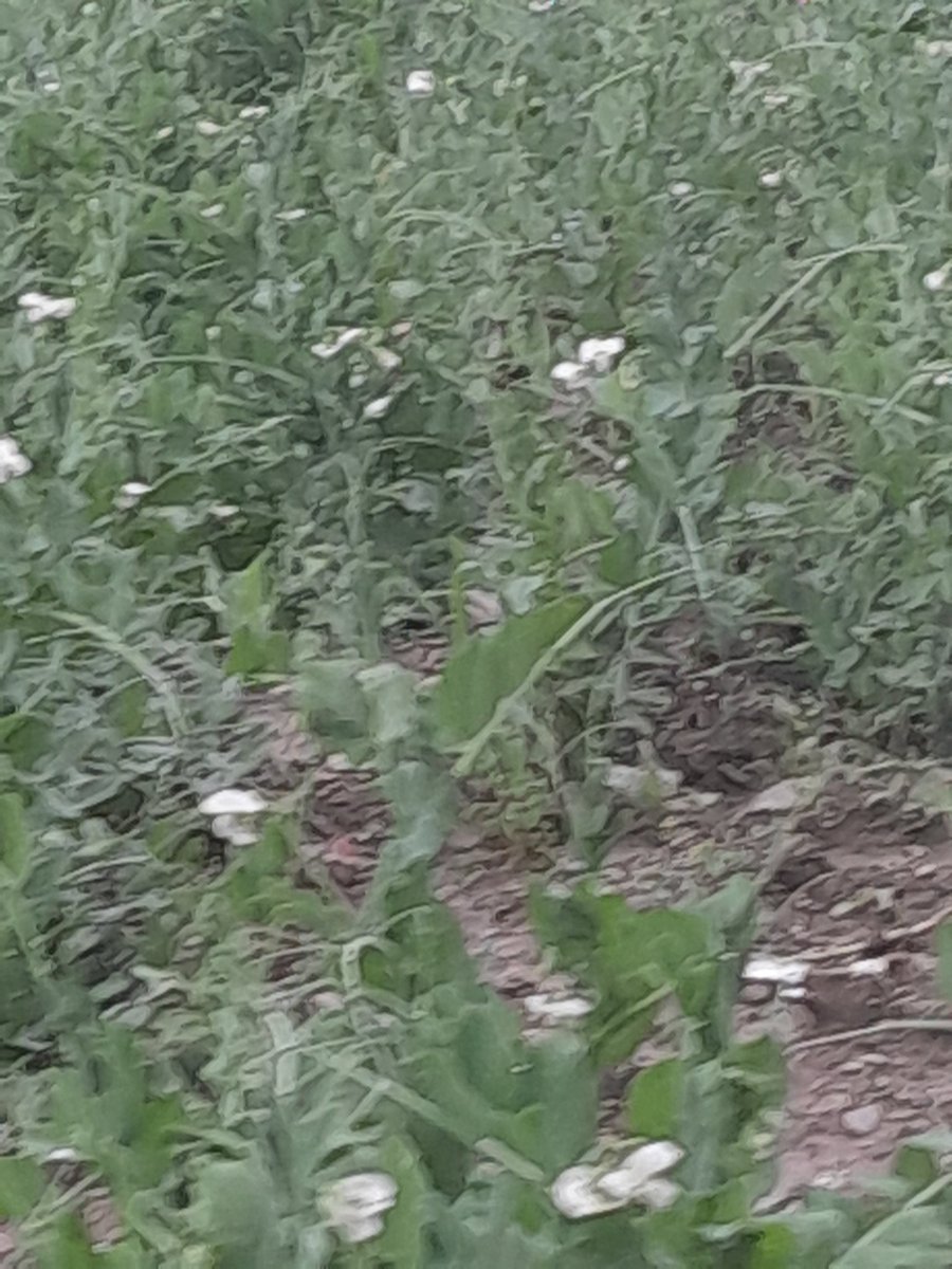 شـــــᴊᴇᴇــــاہ جــــsʜᴀʜ_شاہ tweet media