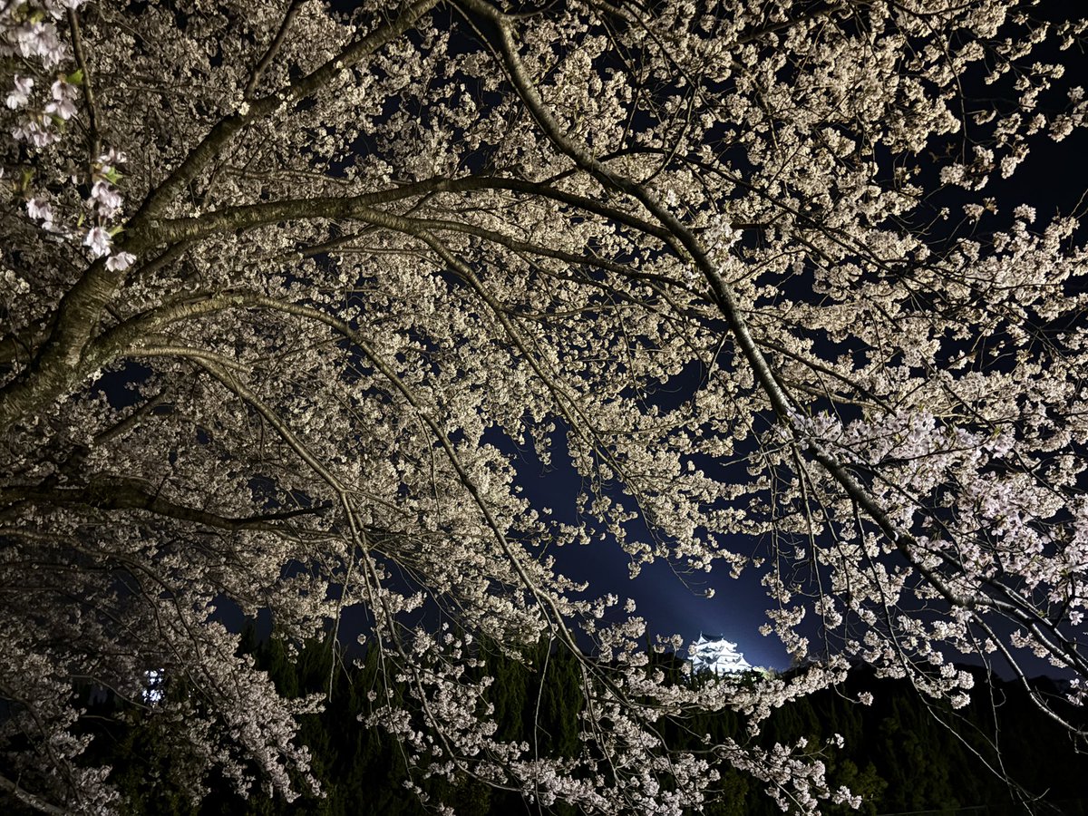 太田智美 / Tomomi Ota tweet media