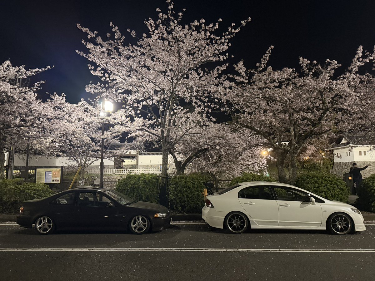 aiky_4_'s tweet photo. 今年も桜🩵🌸 https://t.co/x7y4DIfGAh