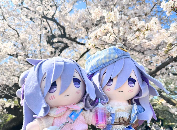 先週のお花見の写真でした!成田るみさんのところの手毬ぬいちゃんたち&ダブルお嬢様ぬいで新宿御苑をお散歩満開だった～!!!