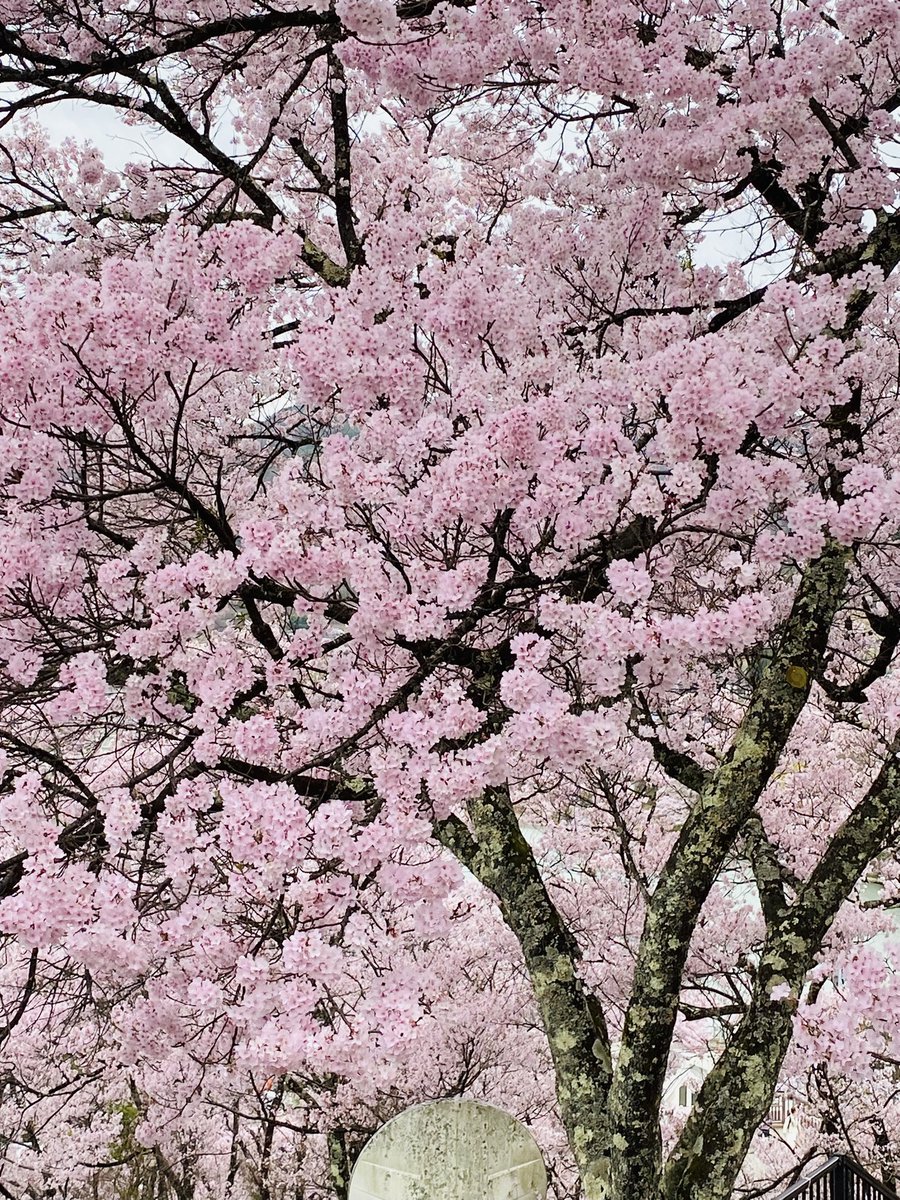 ダー様 tweet media