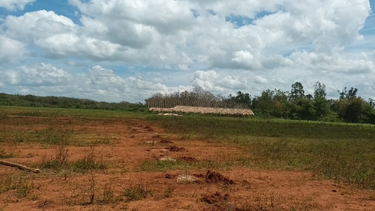 Agroforestal_VC's tweet photo. 🏗️ Avanza la obra de la nave de humus en Bermjal, ejecutada por la Brigada de la UEB #Cifuentes. Esta construcción resulta esencial para el #vivero tecnificado donado por Ires-Cuba  🇨🇺, pues garantiza condiciones óptimas para la producción de plantas y el desarrollo sostenible 🌍 https://t.co/fuG1lCyXUa