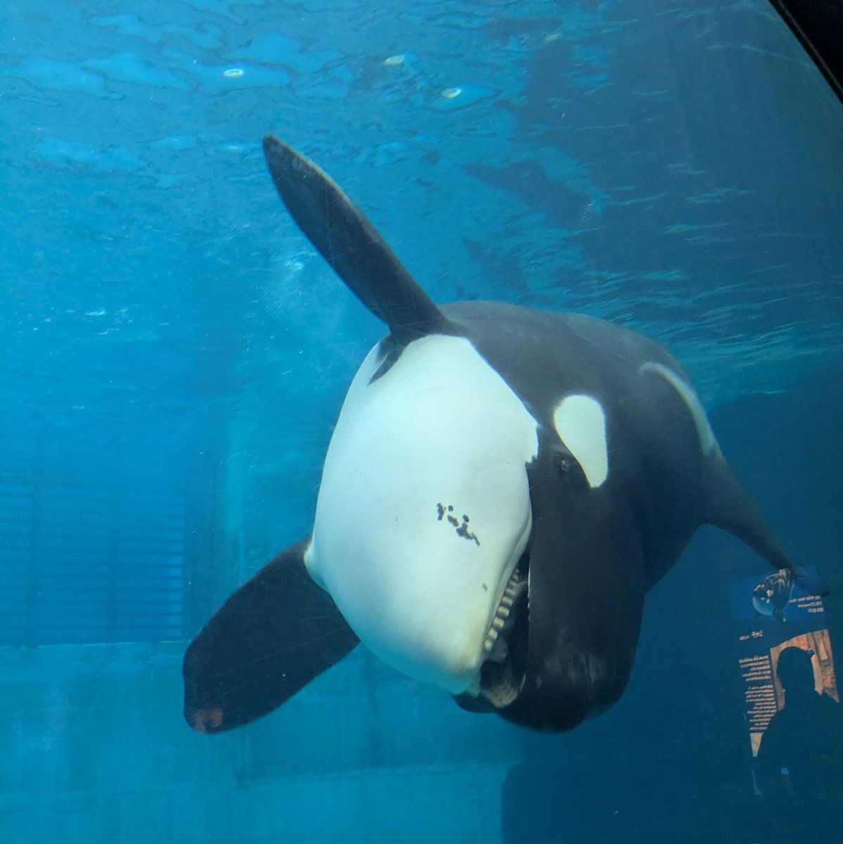 404 not found tweet media