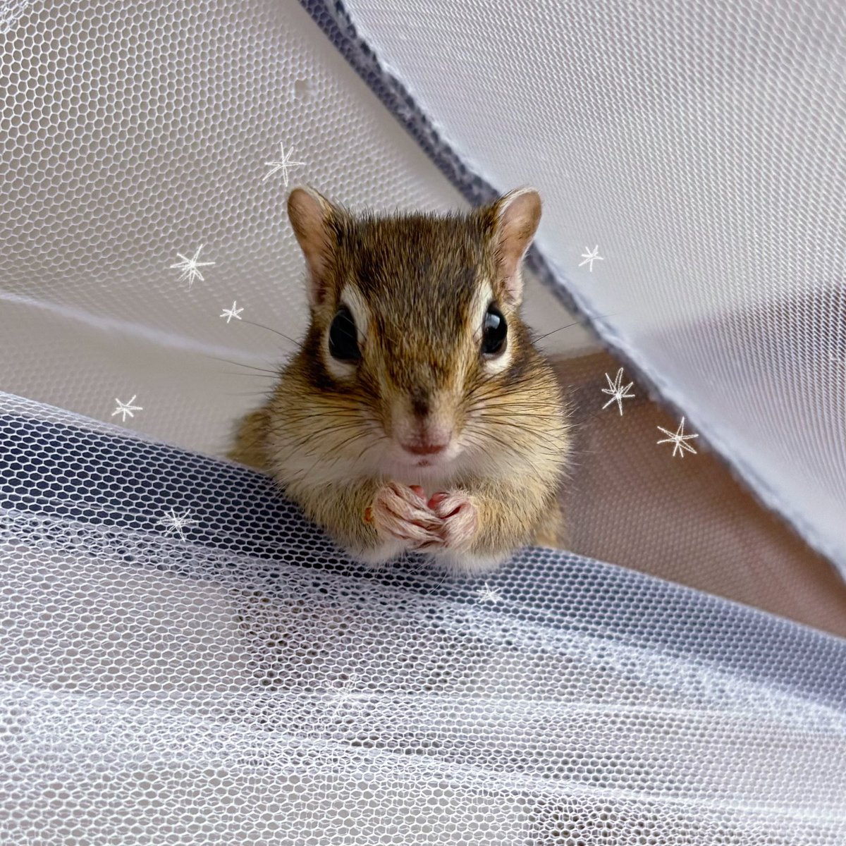 tanpopokawaii5's tweet photo. 最近のお気に入りポジション🐿ྀི🎶 https://t.co/Bc0RZlsBP5