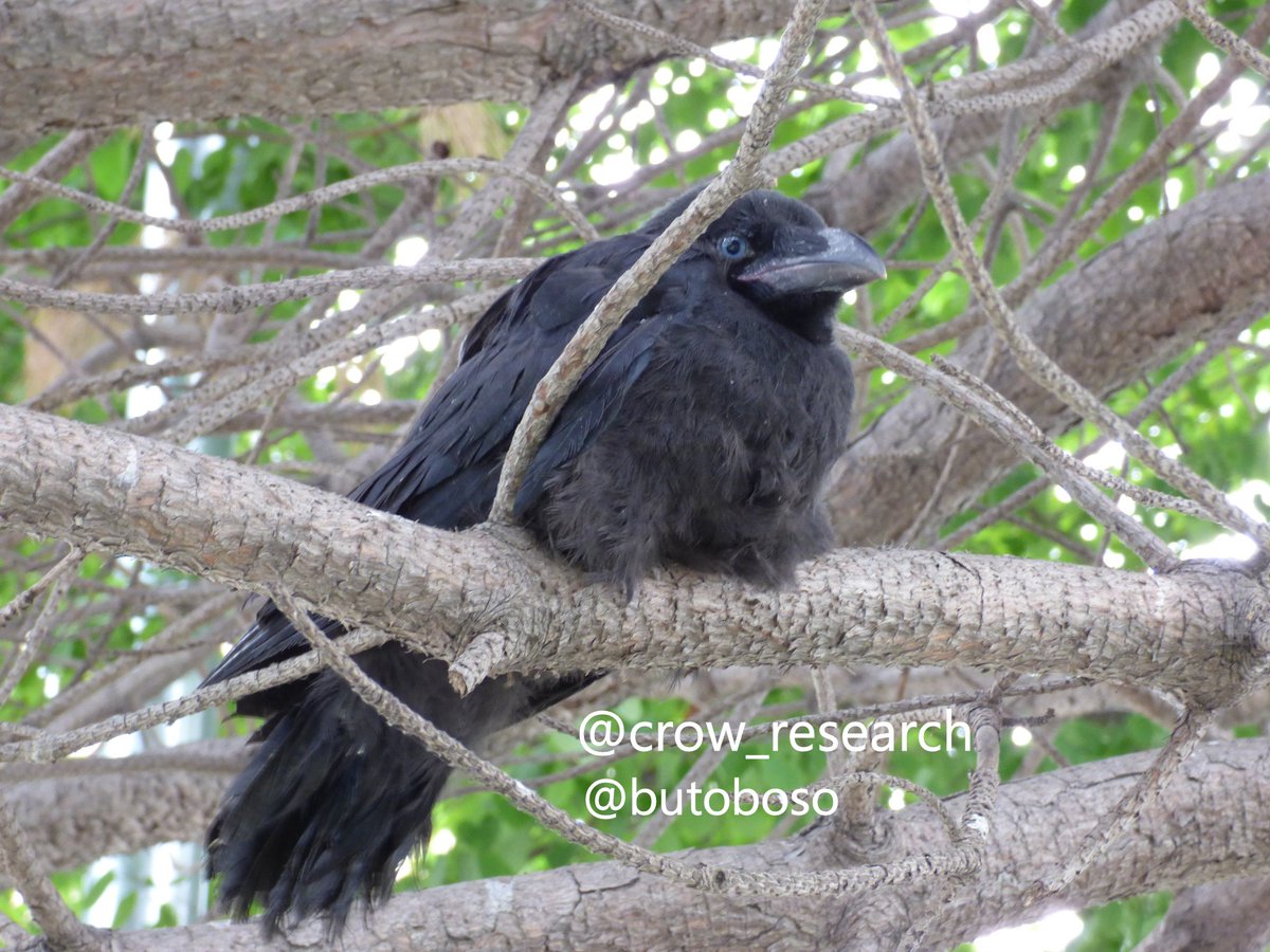 カー坊 tweet media