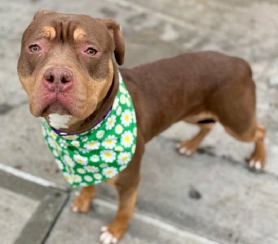 MorgFairsdogs's tweet photo. La Princesa 247000
Relisted TBK 4/7
#NYCACC #AdoptMe 
She is a pretty 1 yr old puppy 🐶 
Balks on leash, requires constant coaxing
Fearful in care
Needs all adult home
Help save La Princesa!
https://t.co/uHZwA55qhe
#Pledge4Rescue #foster #adopt https://t.co/uoCuIOFKjP