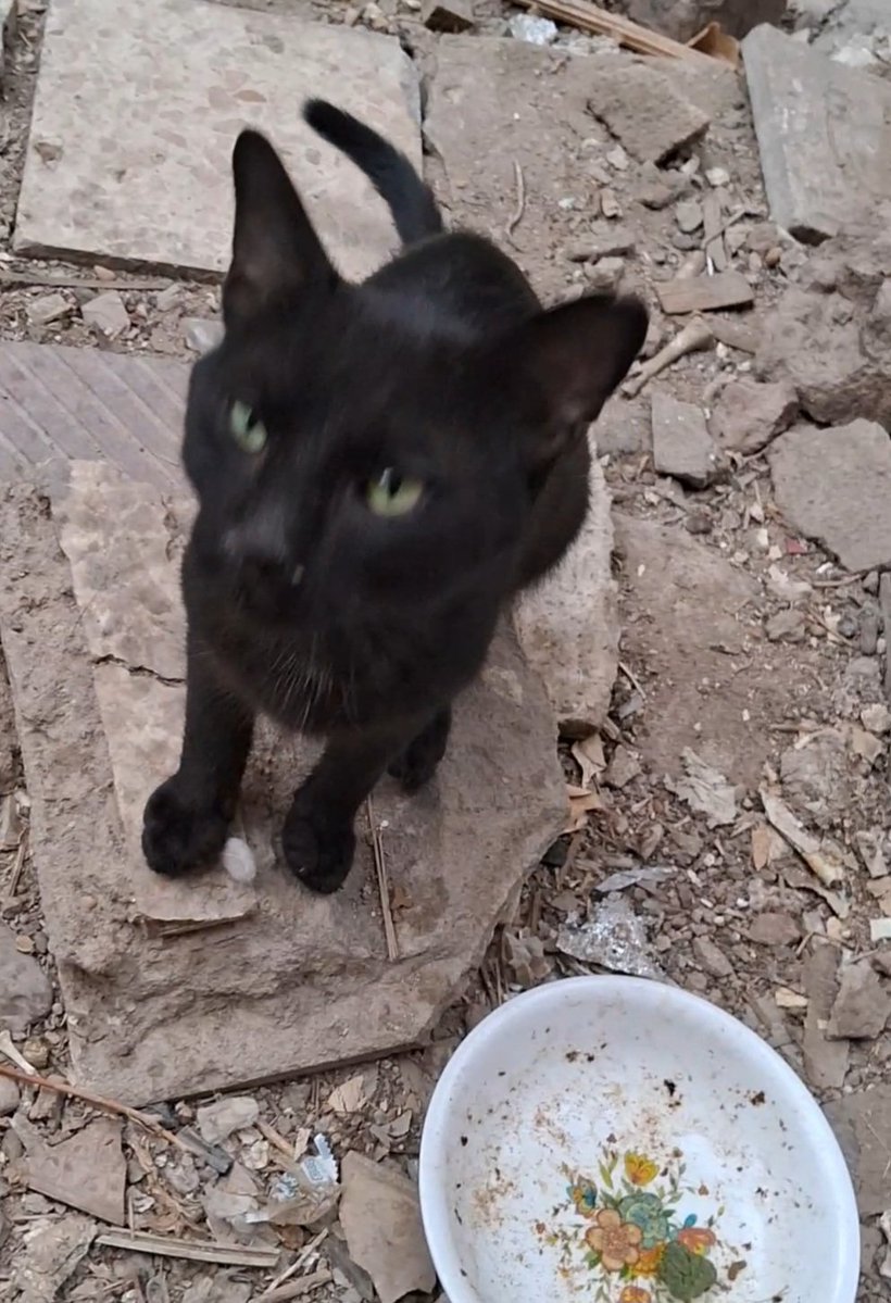 Animal Friends Shelter Gaza tweet media