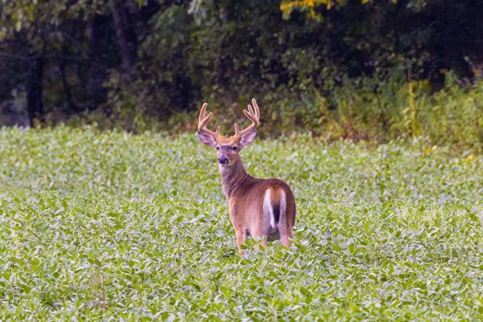 GameDropoff's tweet photo. Summer cameras are more valuable than October cameras and most hunters have it backwards. In July and August, mature bucks are predictable: same water, same feed, same bachelor group every 48-72 hours. October pressure and shrinking daylight blow those patterns apart completely. https://t.co/MsTQvMdri7