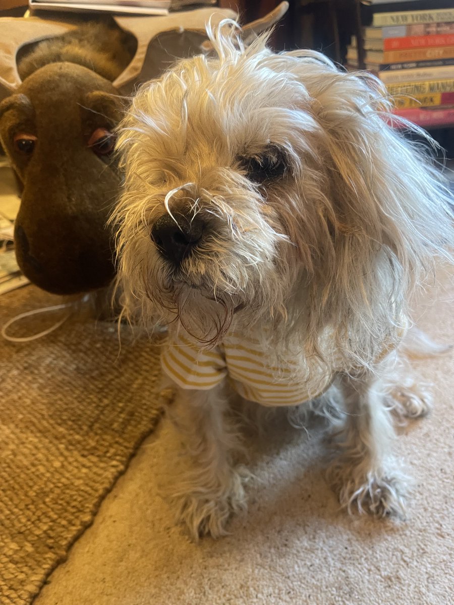 DiaryAlfred's tweet image. Contemplating a bimble 🐾