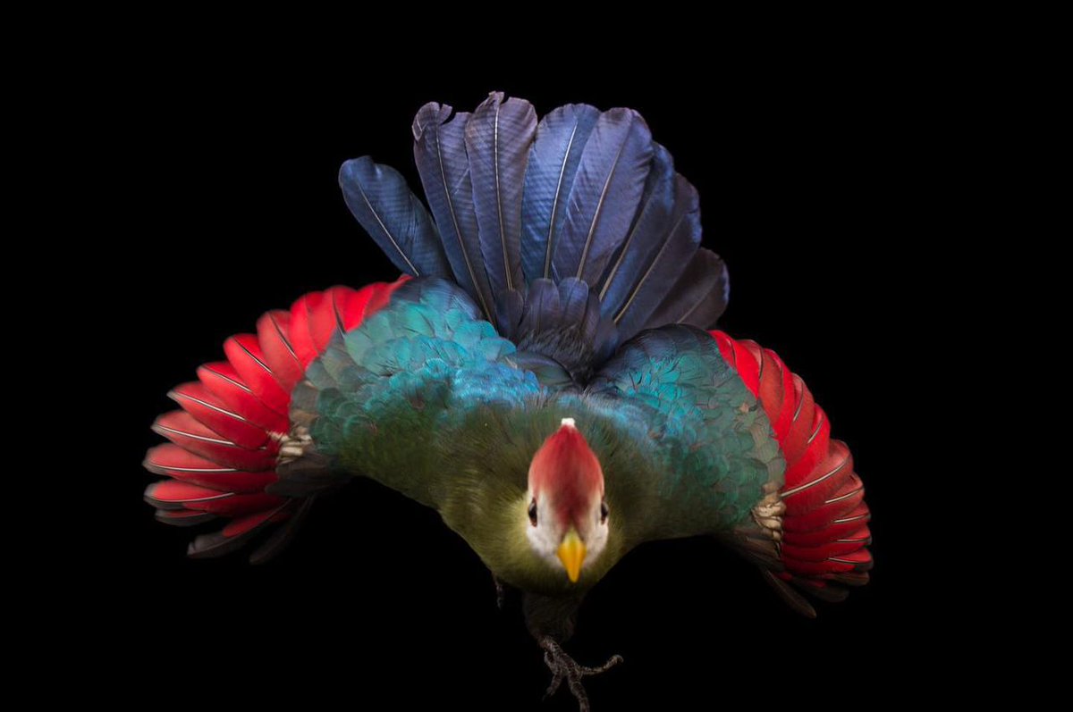 anthonystuart07's tweet photo. From pigments to their physical structure, many things give color to bird feathers.

#turaco #wildlife #photography #wildlifephotography #WildlifeSeekers #NaturePerfection https://t.co/nHPYi0Zx18