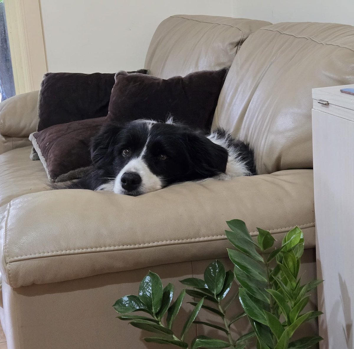 Sadewa Sagara 🥃【PANDAVVA】 tweet media