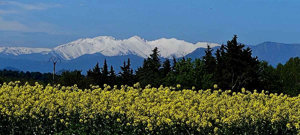 Ximplet!! tweet media