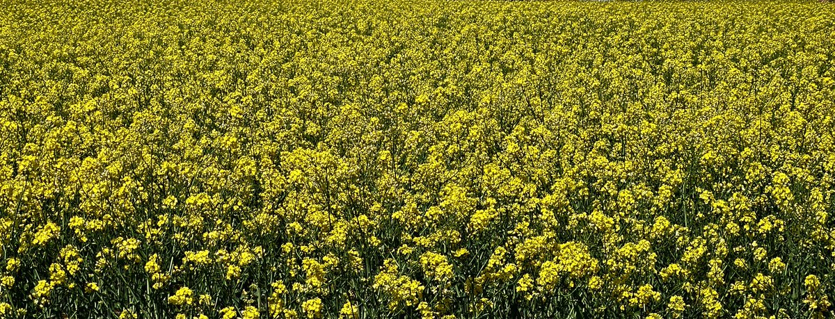 Ximplet!! tweet media