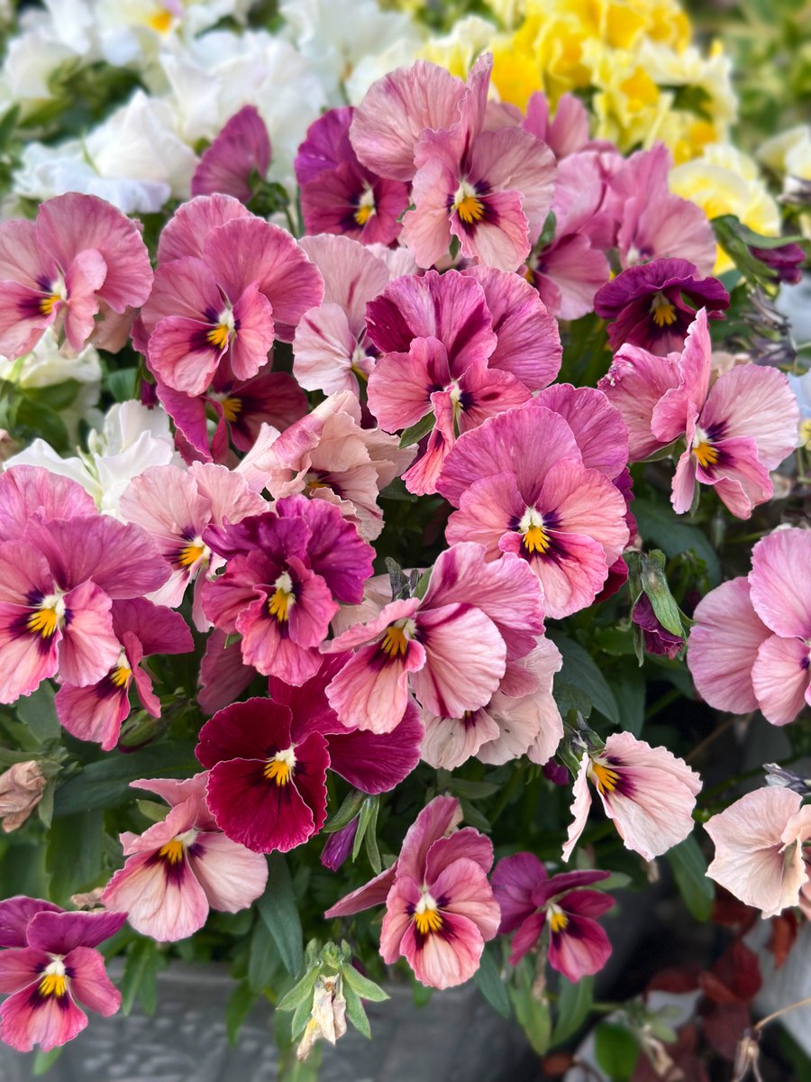 おはる tweet media