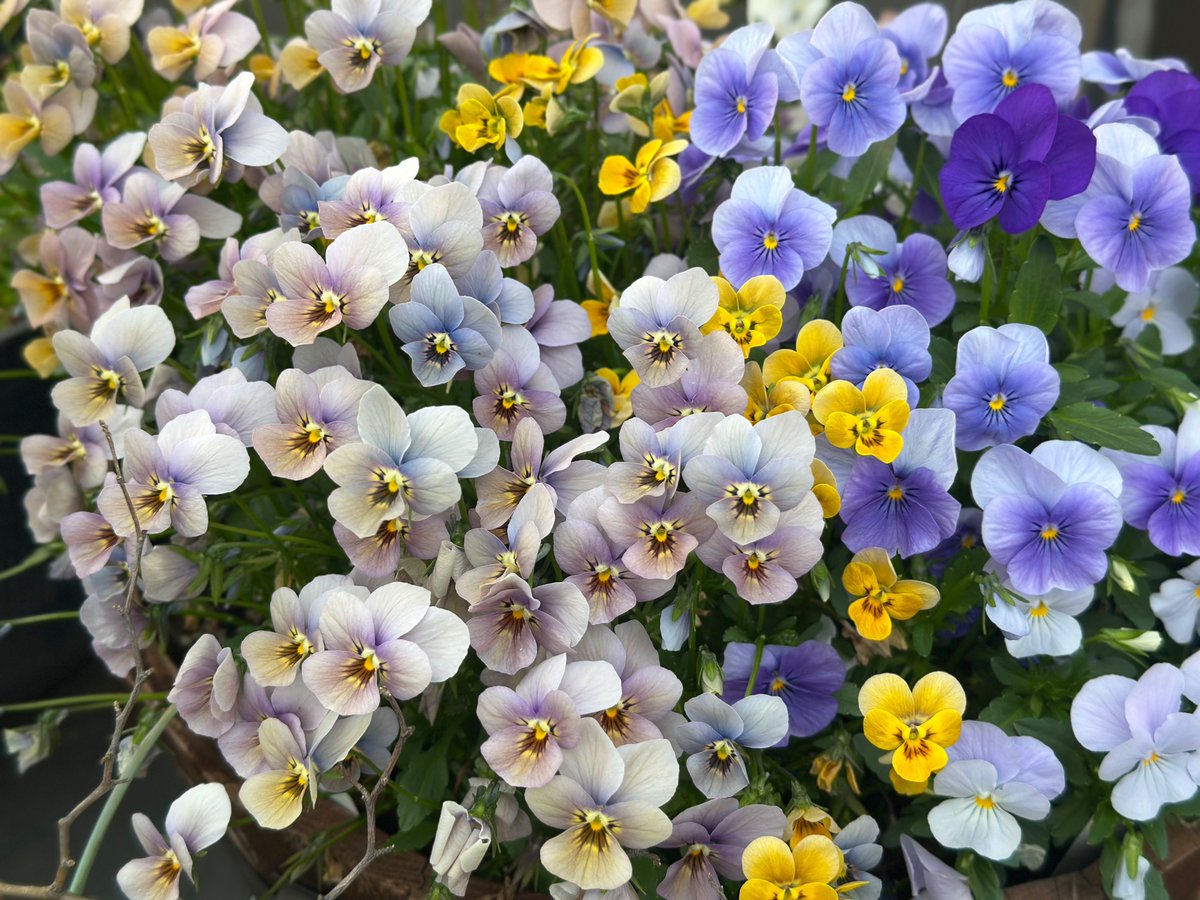 おはる tweet media