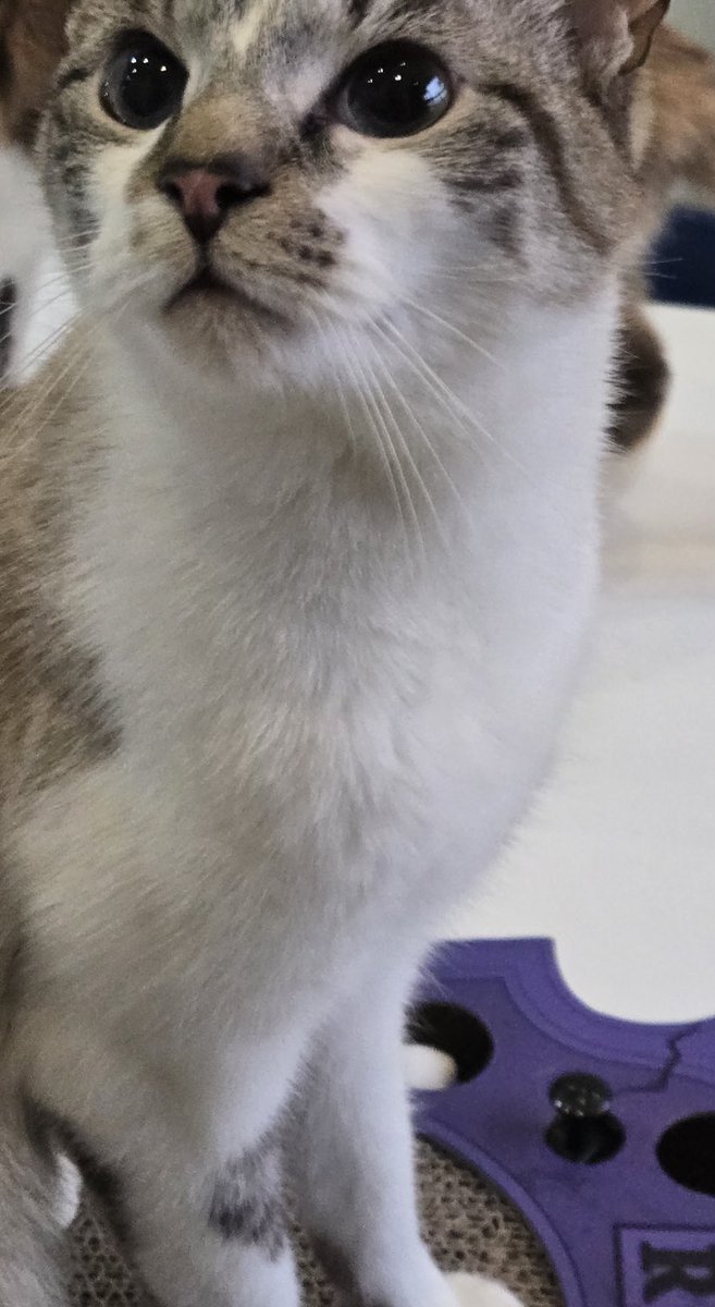 The Amazing AcroCats tweet media