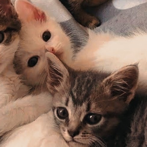 jack wolfe as cats tweet media