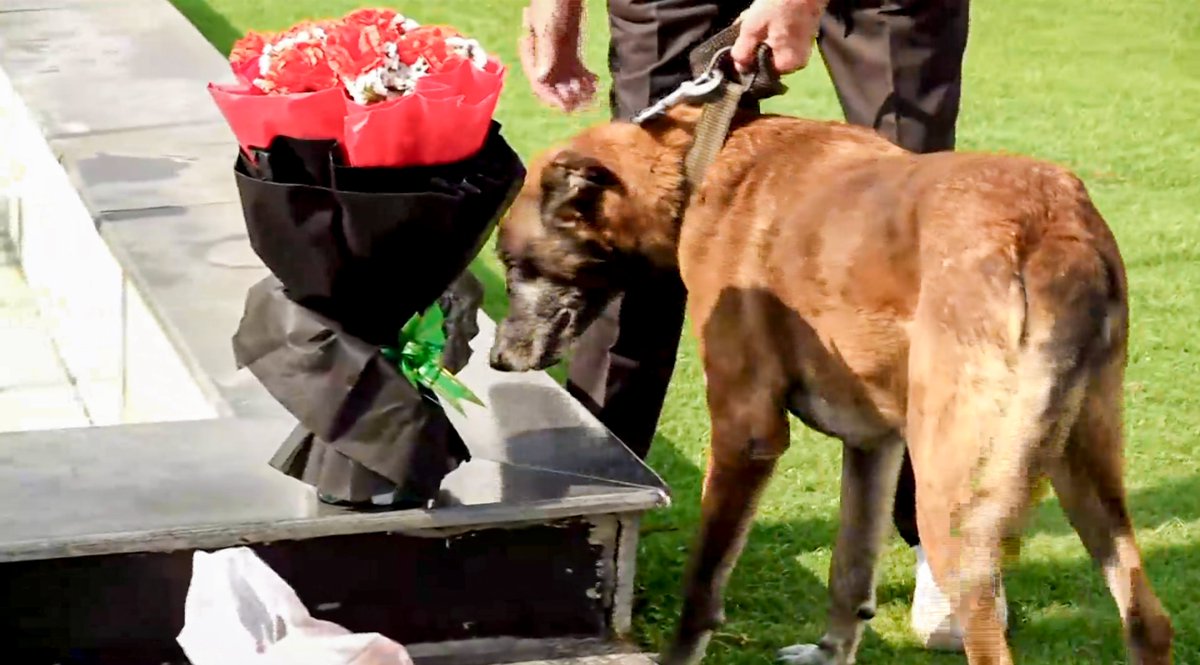 CNBCTV18News's tweet image. A sniffer dog inspects a flower bouquet after an SUV driven by a masked man forced its way through one of the boundary gates of the Delhi Assembly premises. 

The driver escaped from the same route after placing a flower bouquet outside the #Speaker's office.

Photo: PTI |
