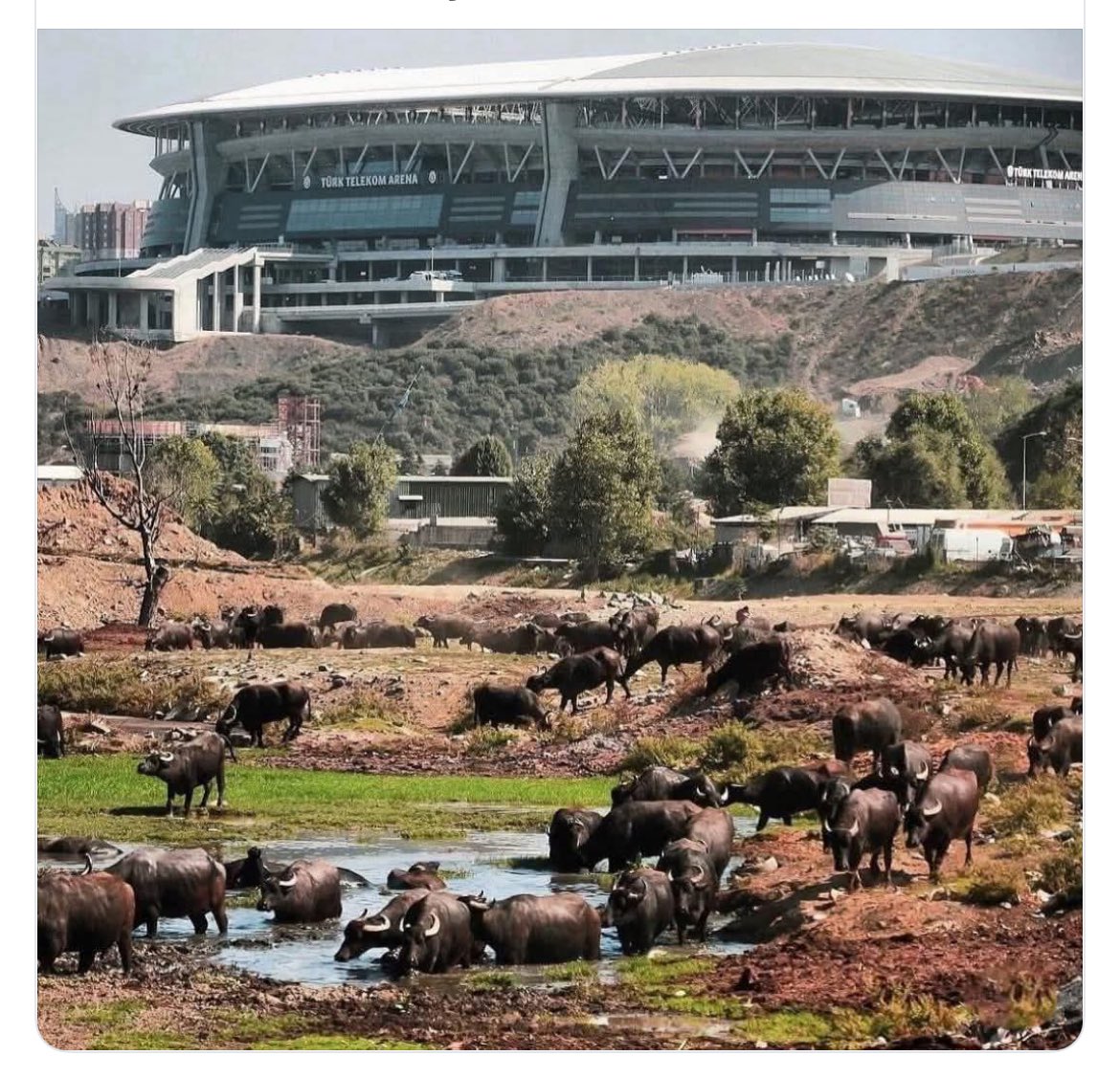 Recep Somuncu tweet media