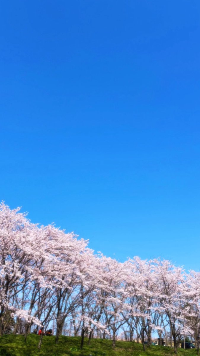 hj_zda's tweet photo. 春
 #桜 https://t.co/D12DDxPY8e
