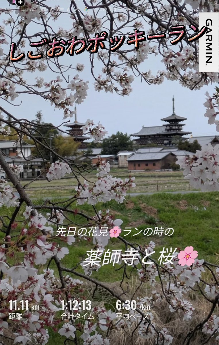 machndes's tweet photo. 先日☔の中シャワー花見🌸ランへ奈良に🦌
その時に撮った📸薬師寺と桜🌸 https://t.co/f5GHlyn9oC