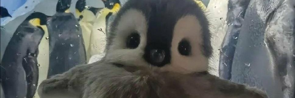 เป็ดกวิน🐧 tweet media