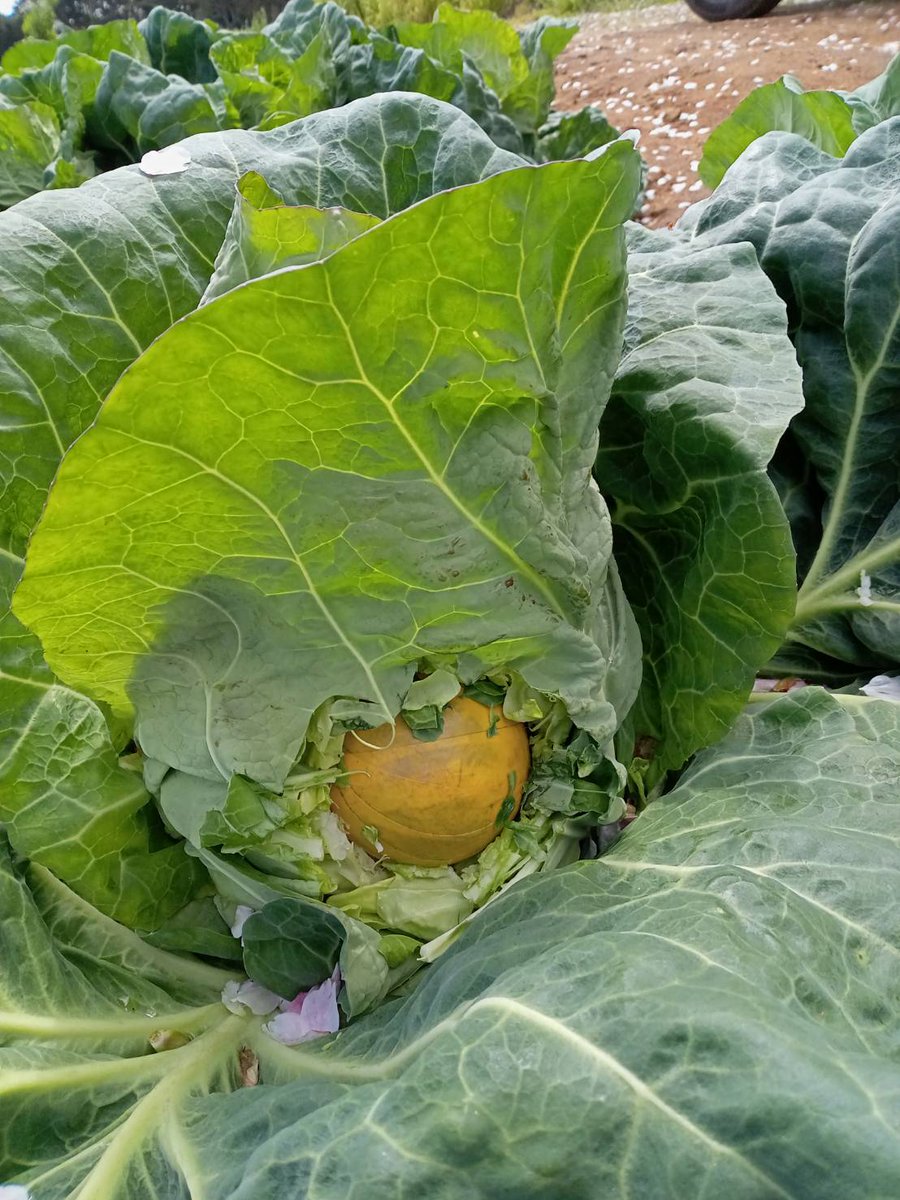 チェキ tweet media