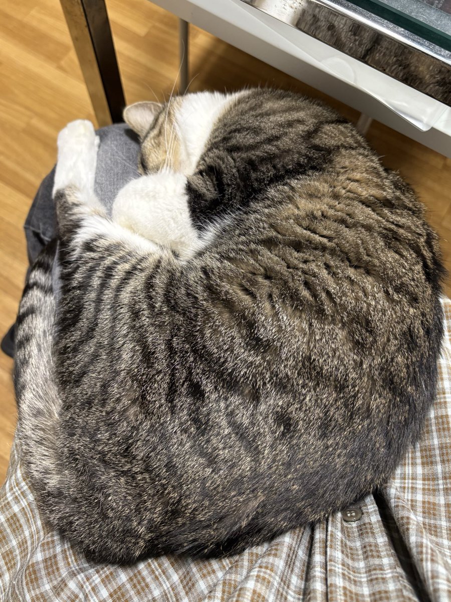 ミヤネコ(宇都宮大学保護猫サークル) tweet media