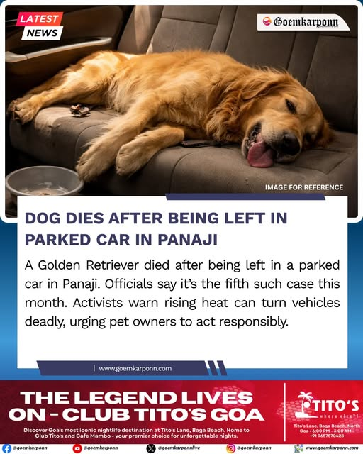 goemkarponnlive's tweet image. Dog Dies After Being Left in Parked Car in Panaji  #PanajiNews #PetSafety #AnimalWelfare #HeatAlert #ResponsiblePetOwnership