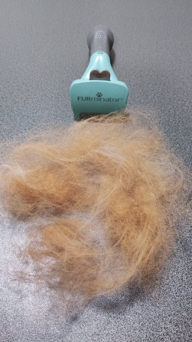 ペルシャ虎太郎 tweet media