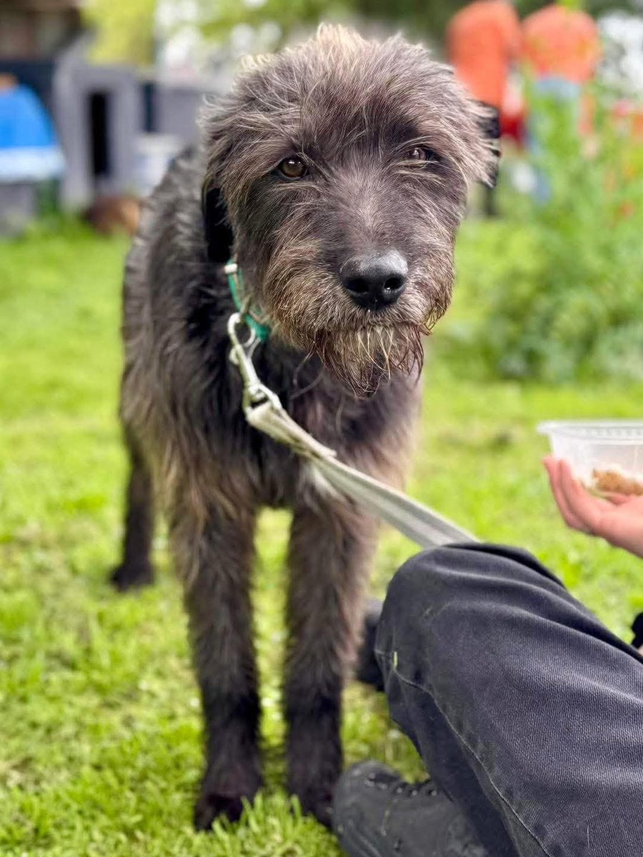 El Campito Refugio tweet media