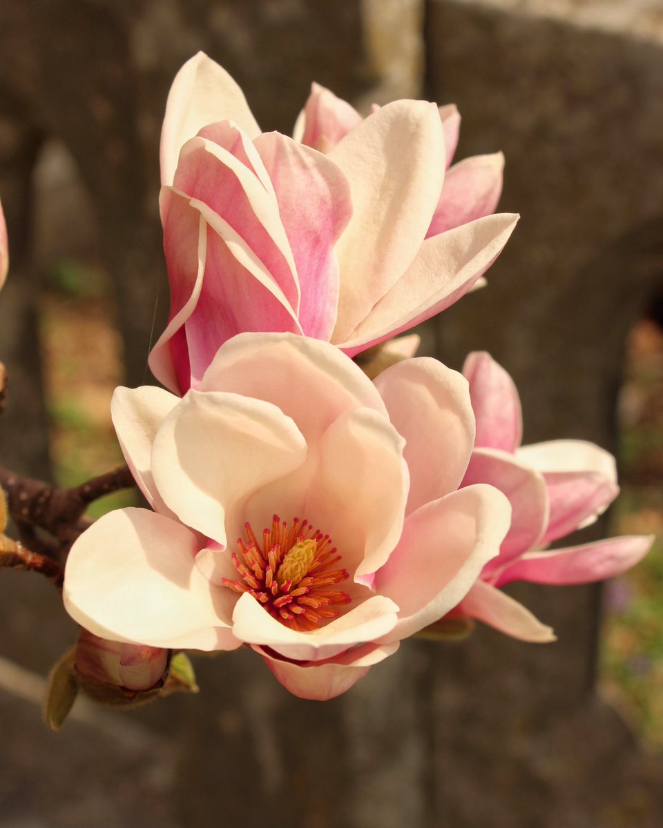 Sarah 🥨 tweet media