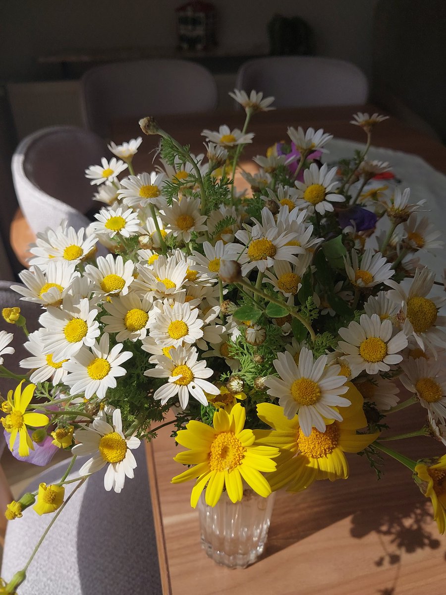 elfbusraerden's tweet photo. Kır çiçekleriii   en sevdiğim 💛 https://t.co/5oNAbZfC0V