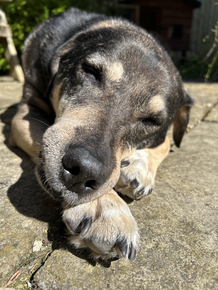 ktulu_r's tweet image. Happy Easter Monday. Niektorzy z nas widza jak odpoczywac. #Stanley