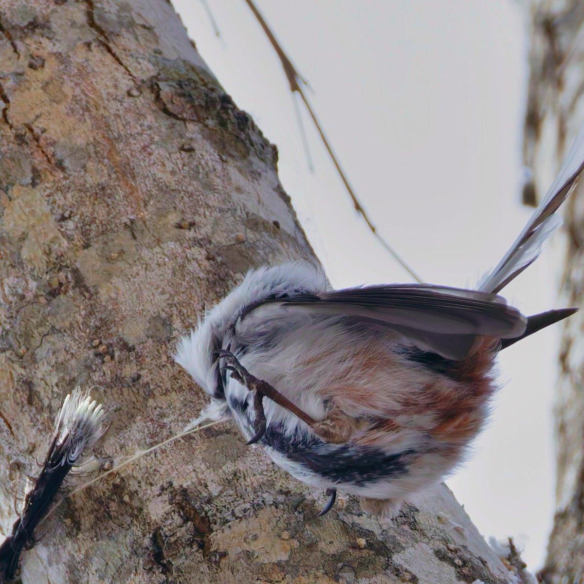 カズ@野鳥好き tweet media