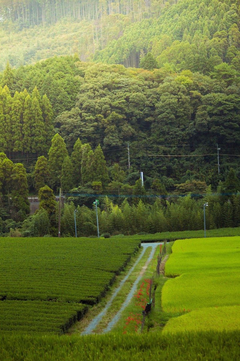 beautyexplorer0's tweet photo. Japanese Countryside https://t.co/YkhHv7ODMK