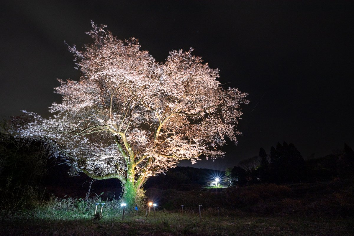 R360_CAM's tweet photo. 松江市のとある一本桜
車窓からなかなかいい枝っぷりの桜を見つけました。桜の木の下まで足を運んでみると、ライトアップ用照明が設置されていました。そこで、暗くなったころ合いを見計らい訪れてみました。
人知れずライトアップさている、田園風景の中の桜。
いい桜を見つけてちょっとうれしい。
#島根県 松江市 #夜桜