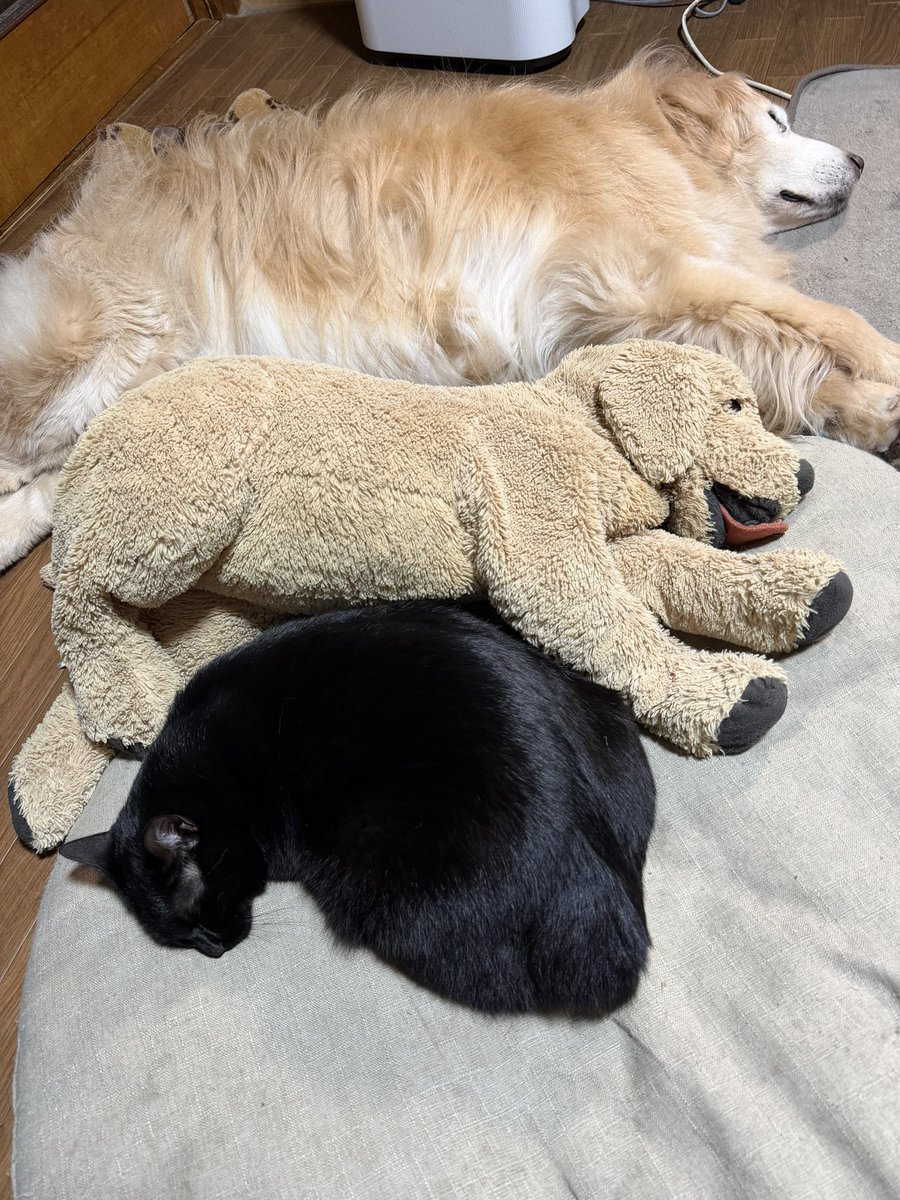 蒼い空🐈‍⬛💙🐕…あゆみ♡ tweet media