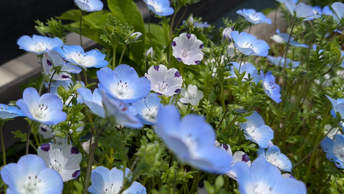 れもん🍊 tweet media